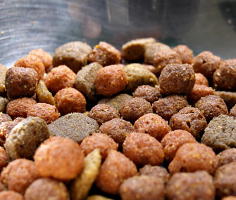 Dog food closeup in bowl Dog food closeup in bowl